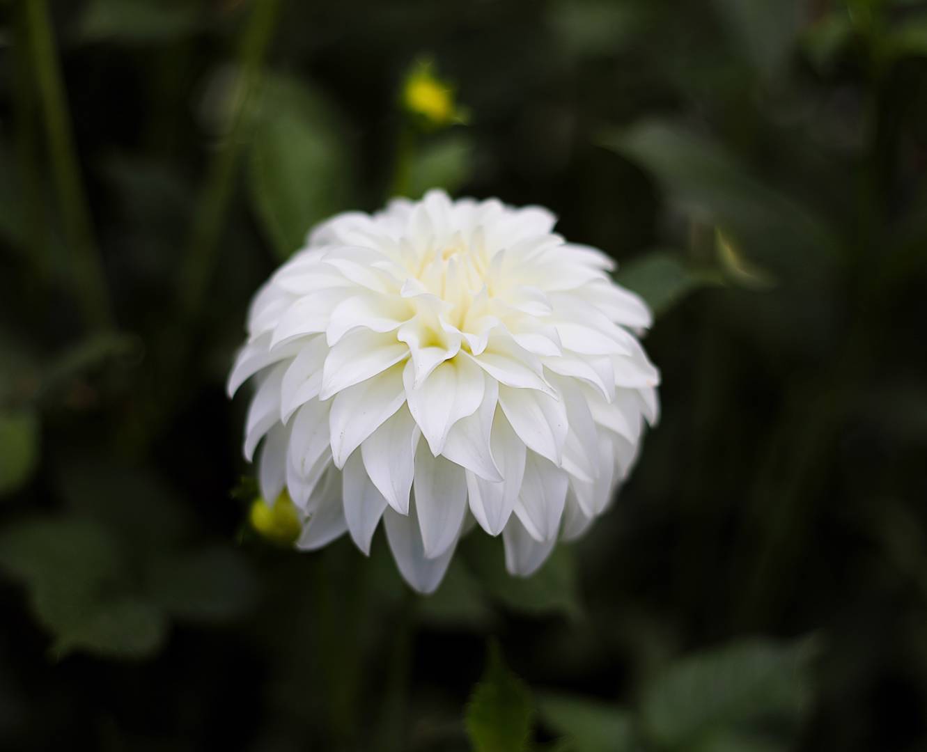 Dahlia Lady Liberty