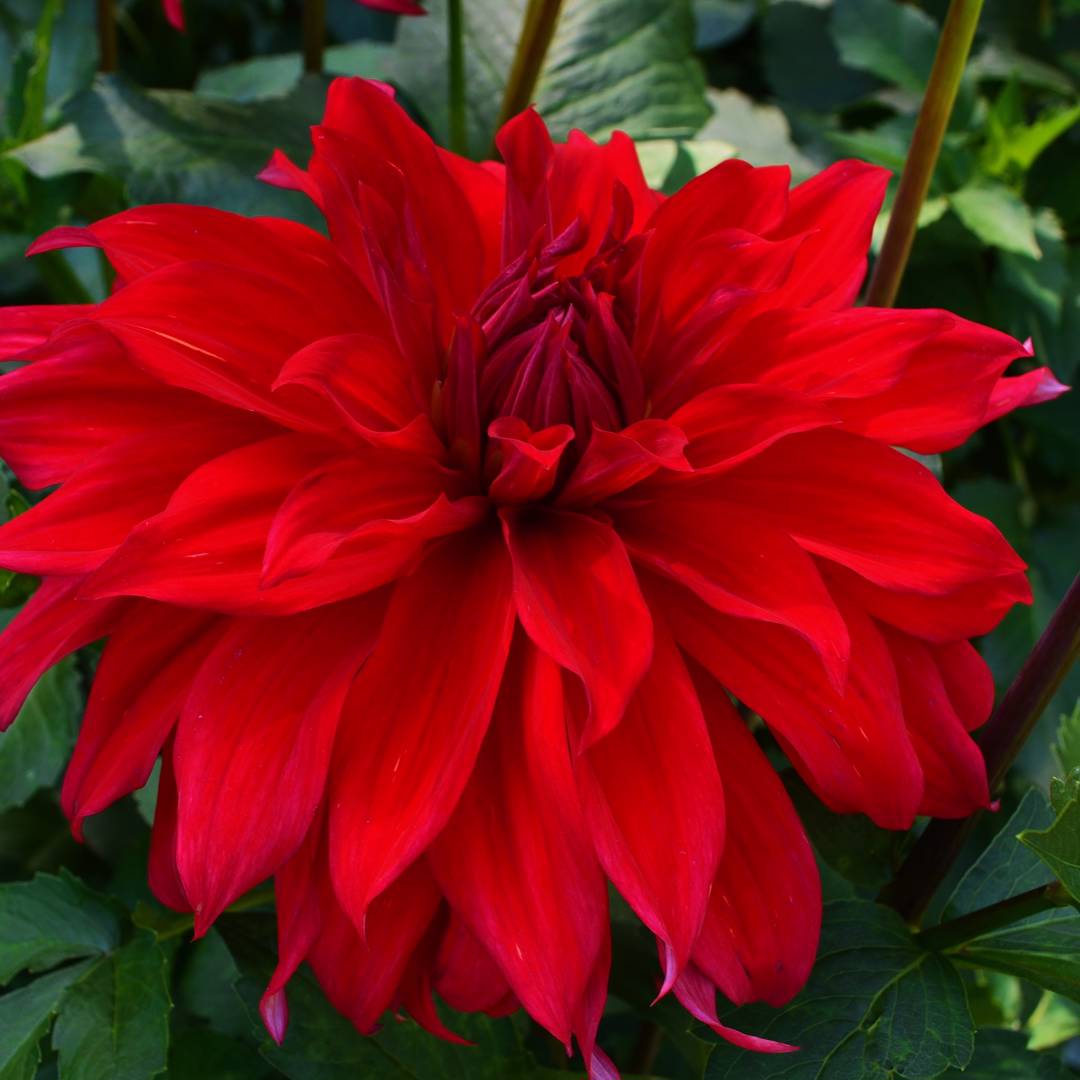 Dahlia Babylon Red