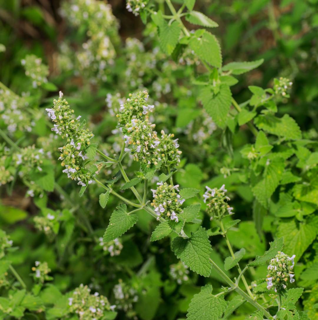 Citronkattmynta Citriodora
