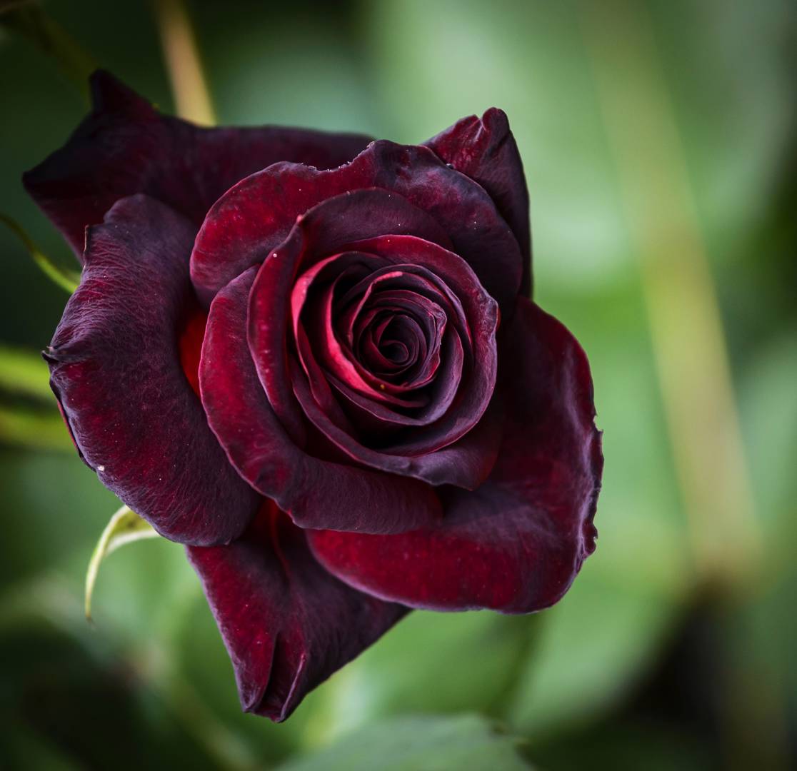 Ros Black Baccara