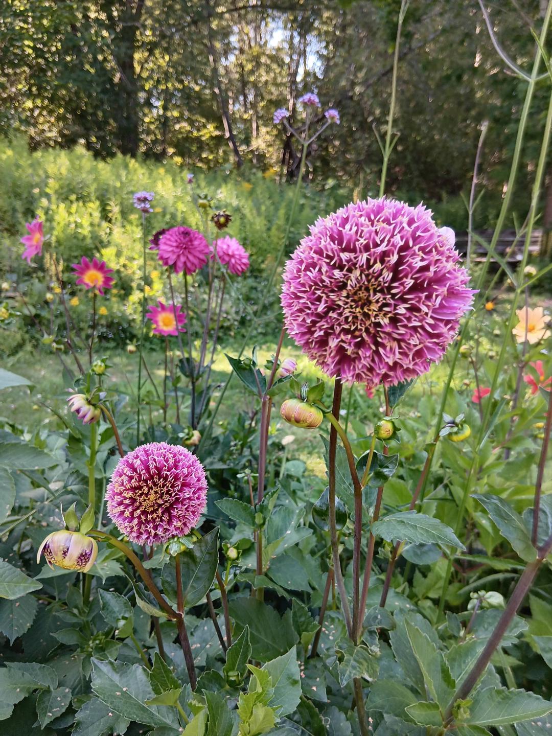 Dahlia Fenna Baaij