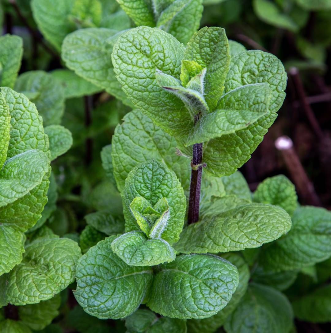 Marockansk Mynta Mojito