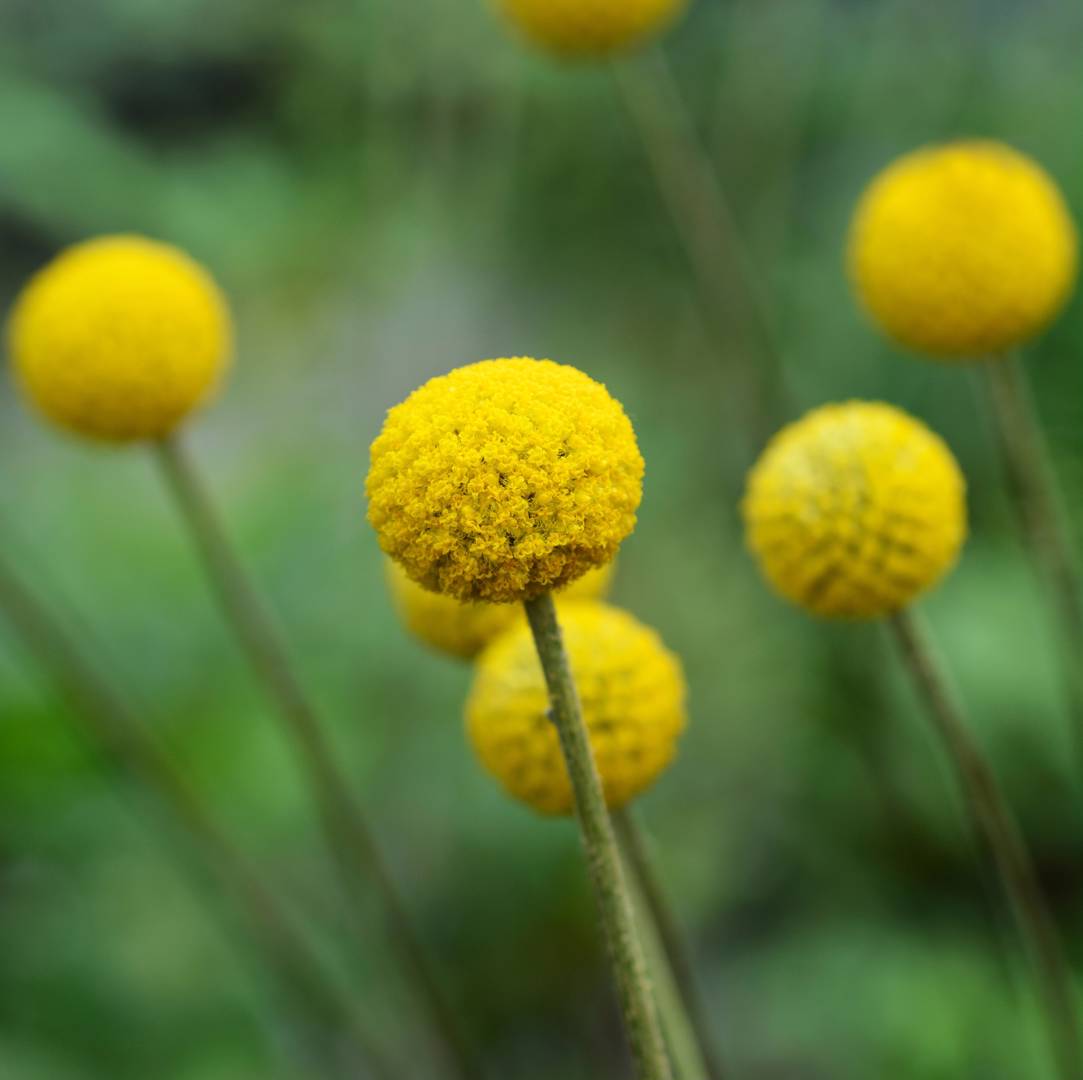 Solboll Drumstick