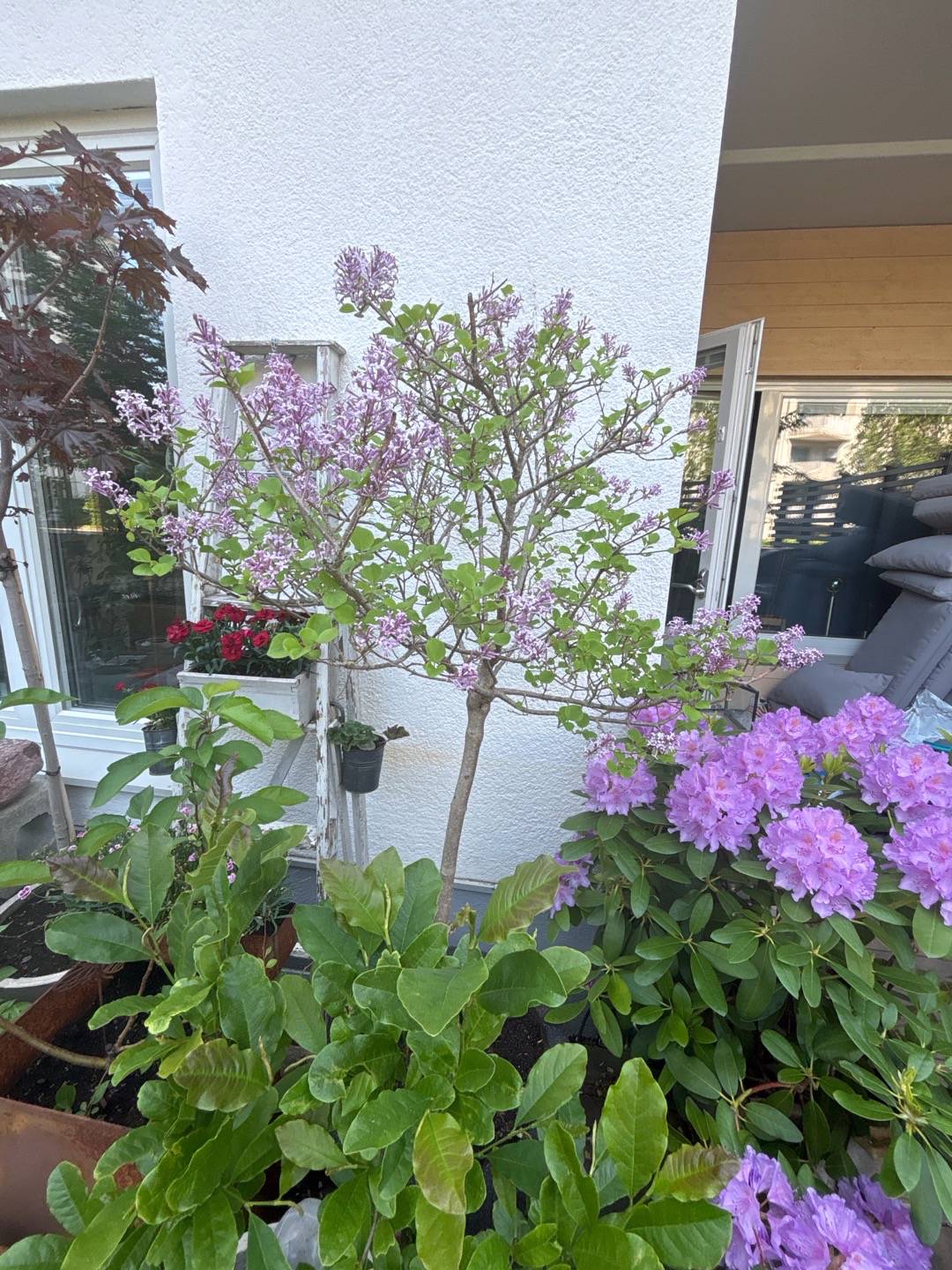 Sjöstadens blomsterträdgård