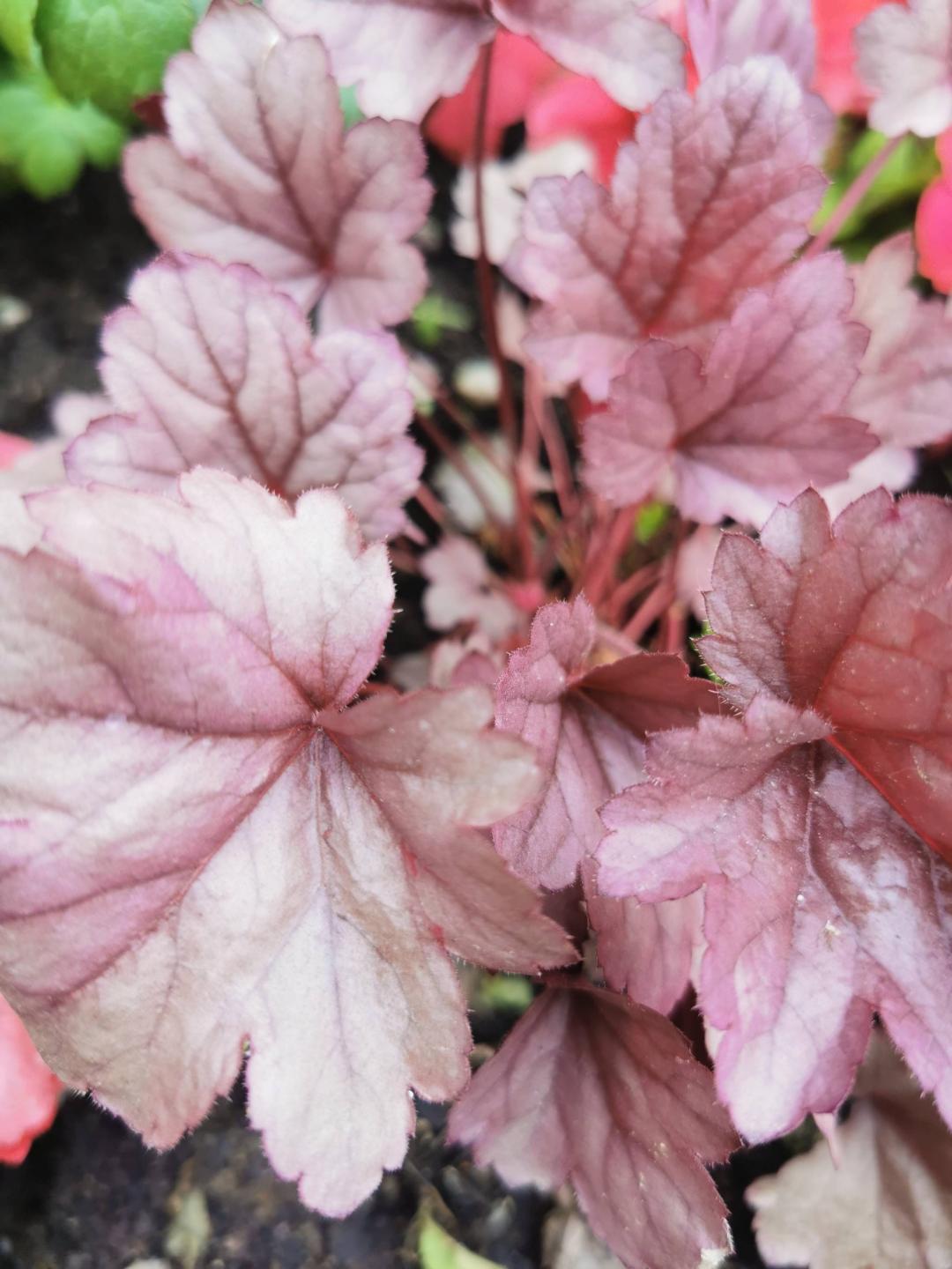 oh-garden-alunrot-silverberry