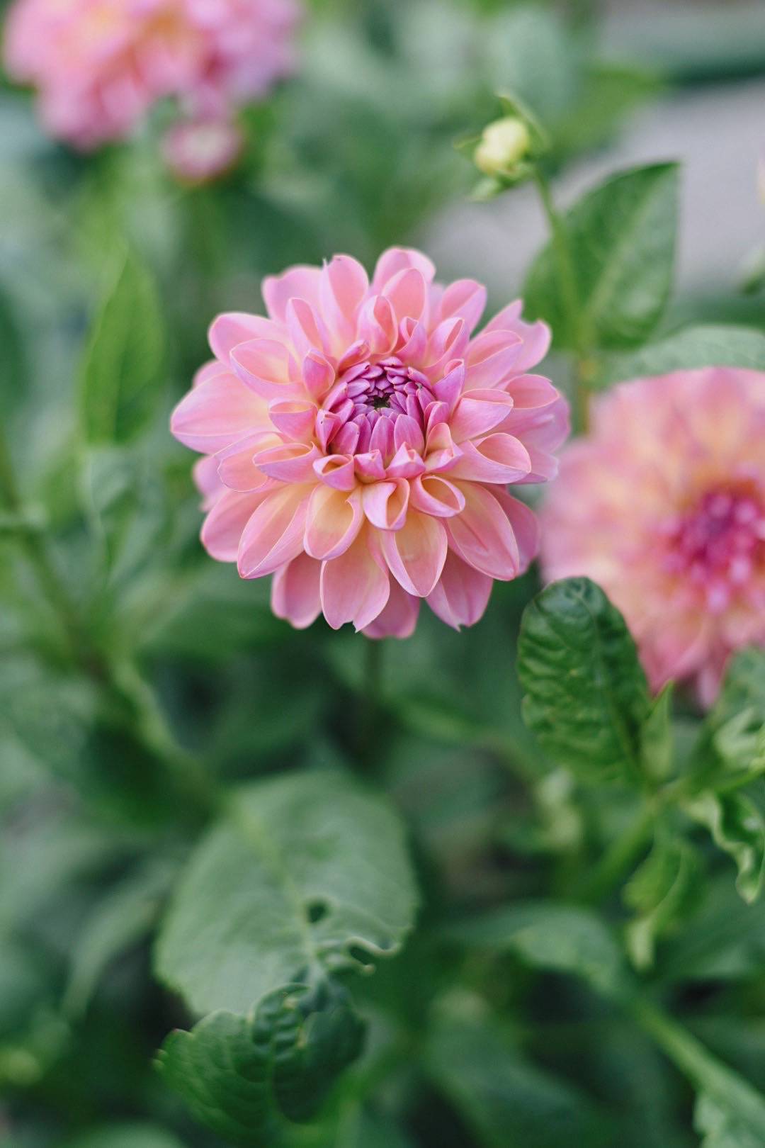Dahlia Hapet Vintage
