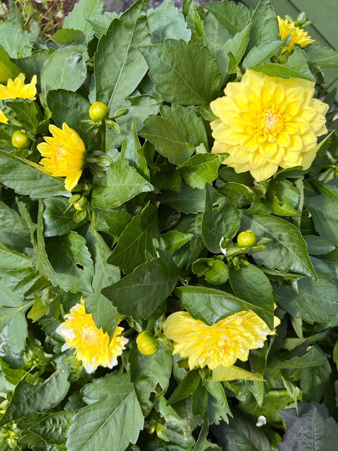 Dahlia Hypnotica Lemon Swirl