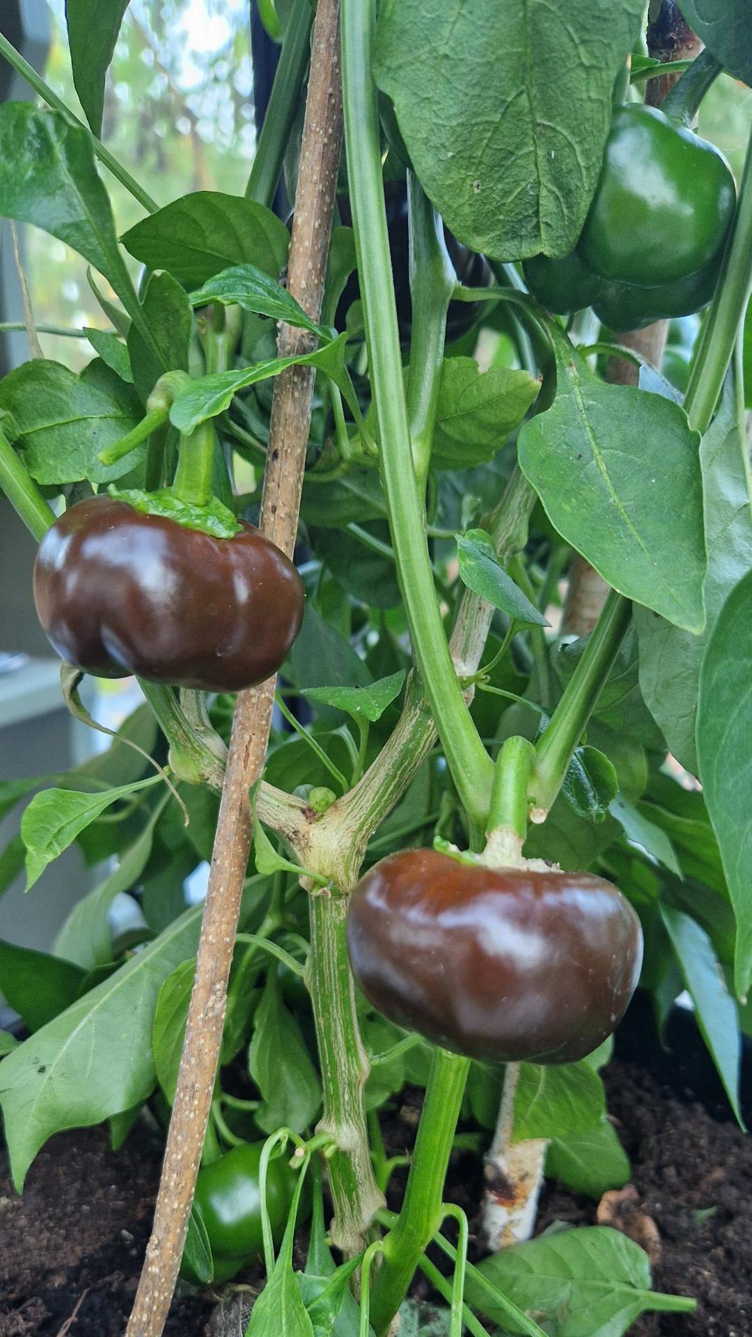 Paprika Mini Bell Chocolate