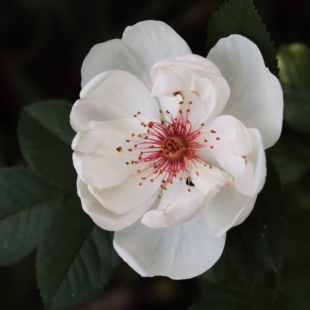 Ros Jacqueline du Pré