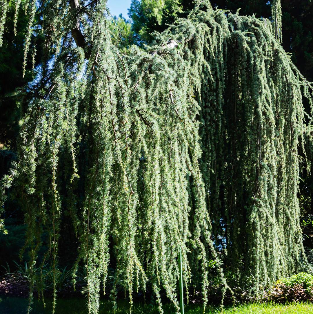 Atlasceder Pendula