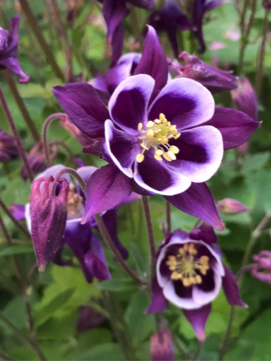 Rensättra trädgård