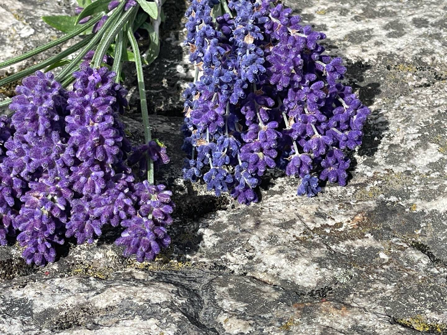 Petra på Blomstervägen