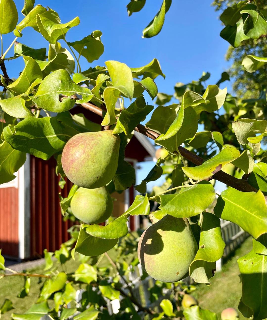 Päronträd Göteborgs Diamant