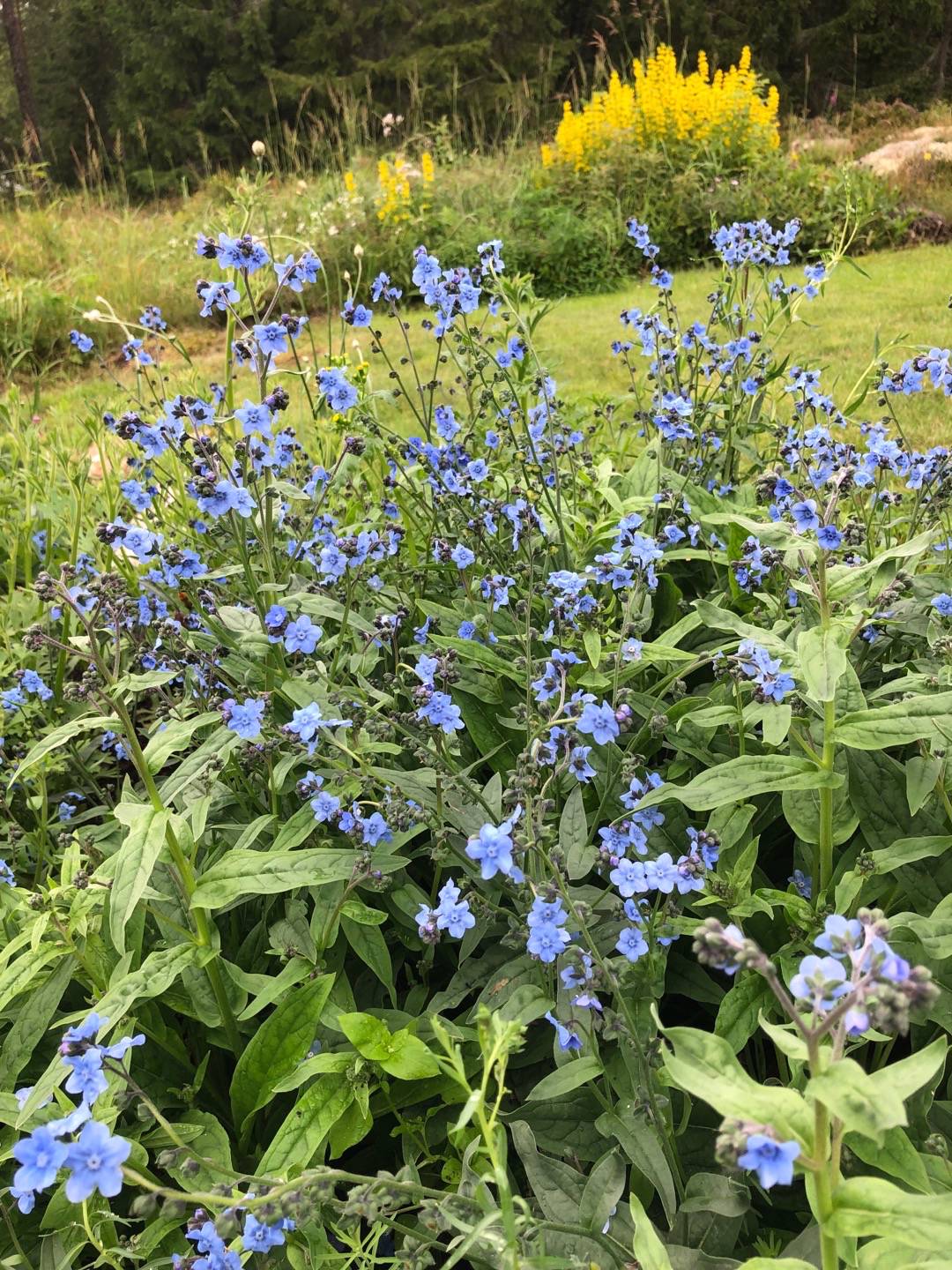 Kinesisk Förgätmigej Mystic Blue