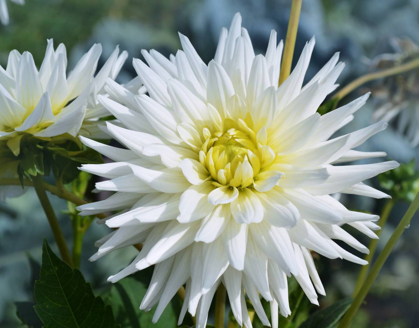 Dahlia White Star