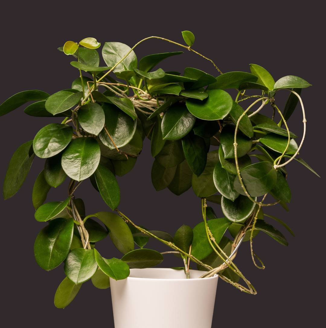 Australisk Porslinsblomma 