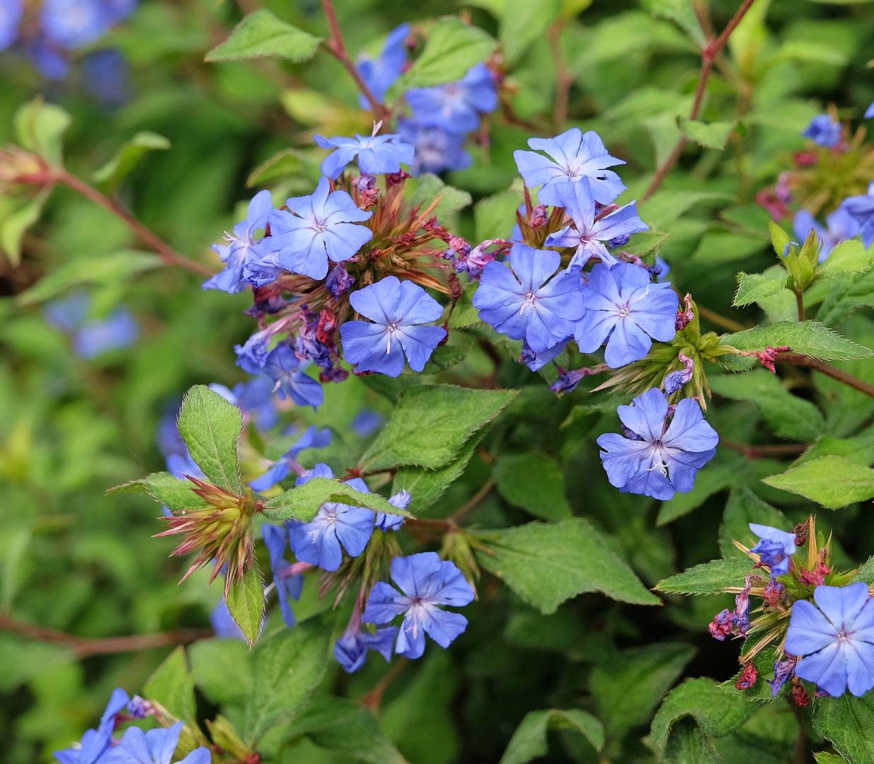 Kinesisk Blåblomma 