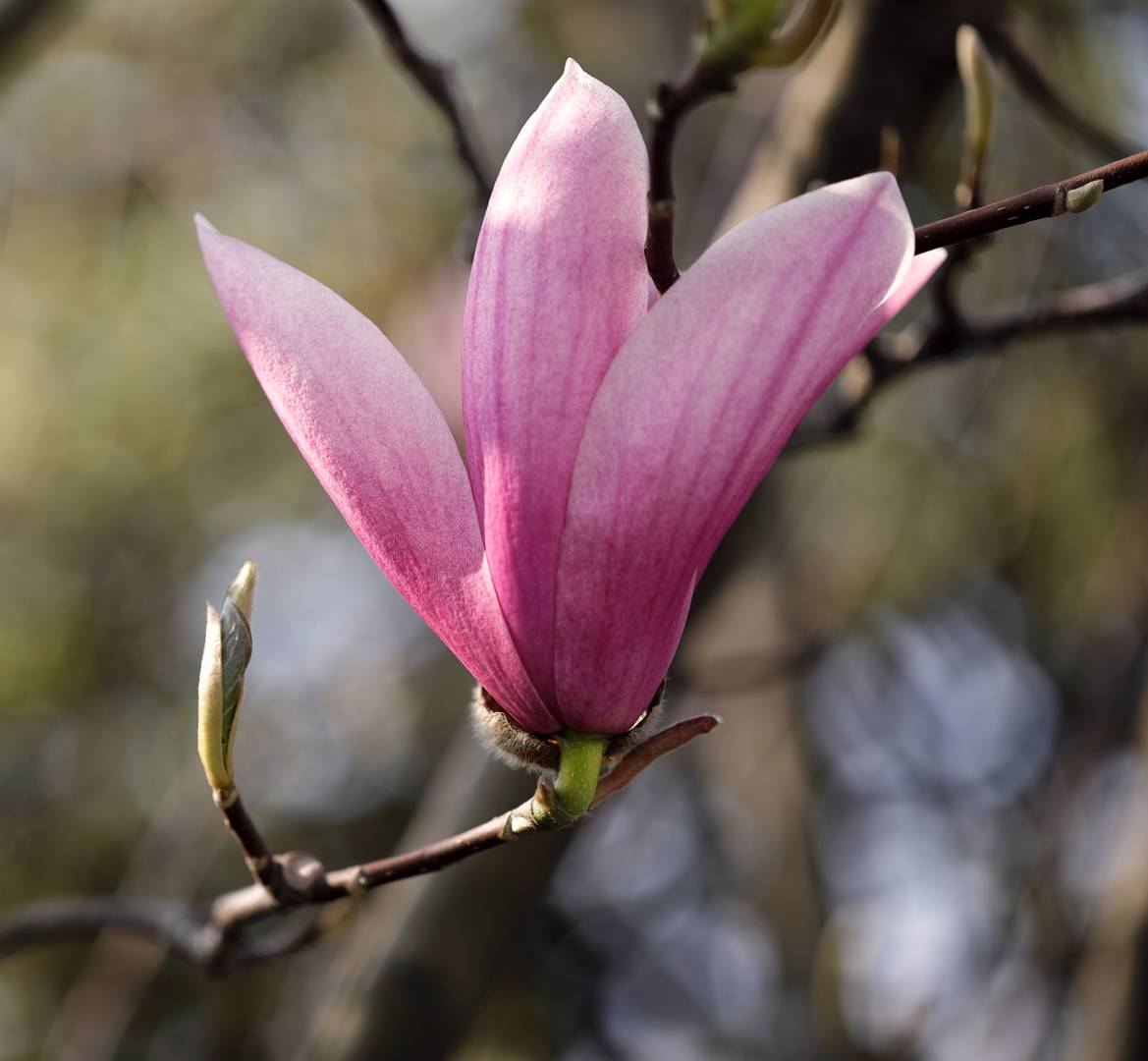Magnolia Susan