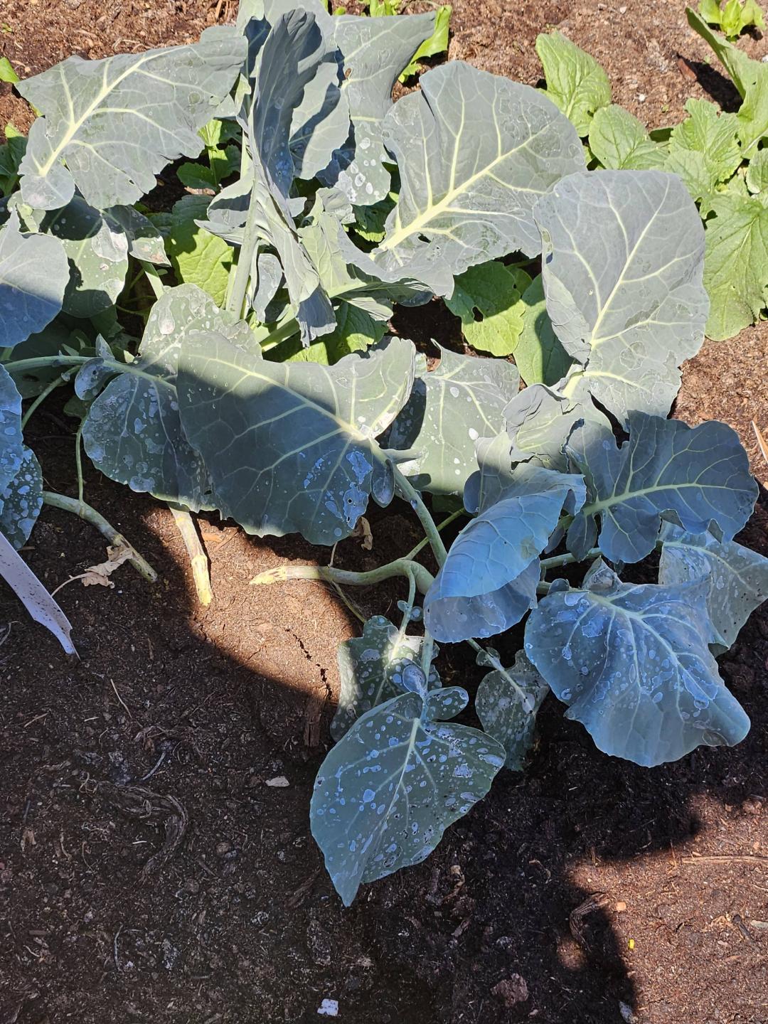 Oh!Garden Broccoli Ironman Calabrese