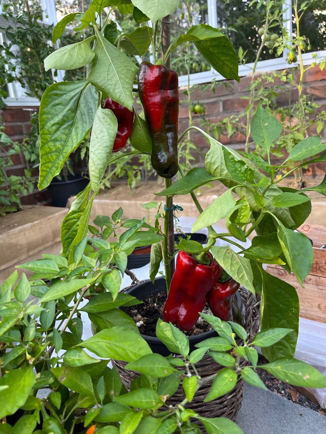 Paprika Gaon F1