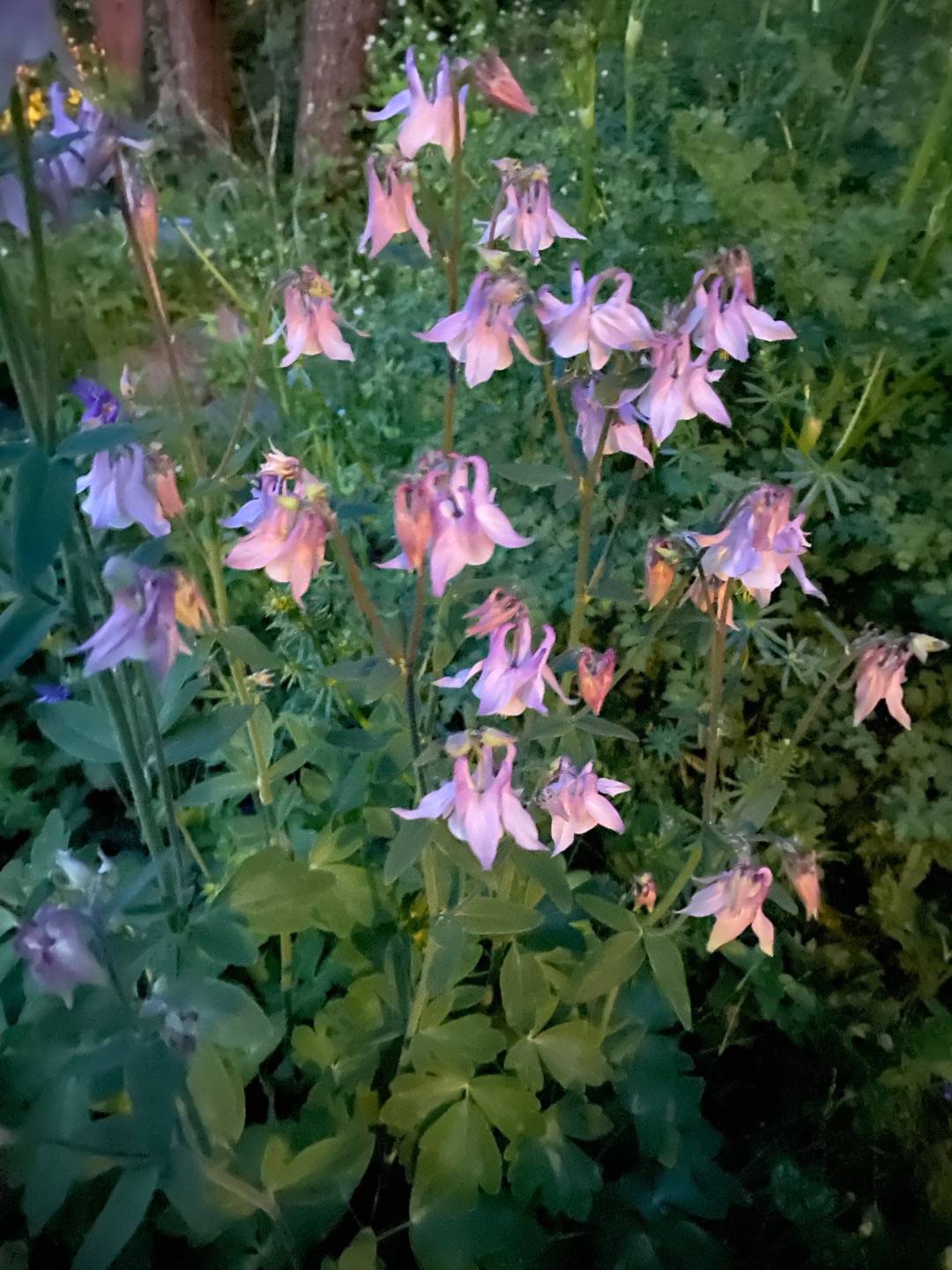 Petra på Blomstervägen