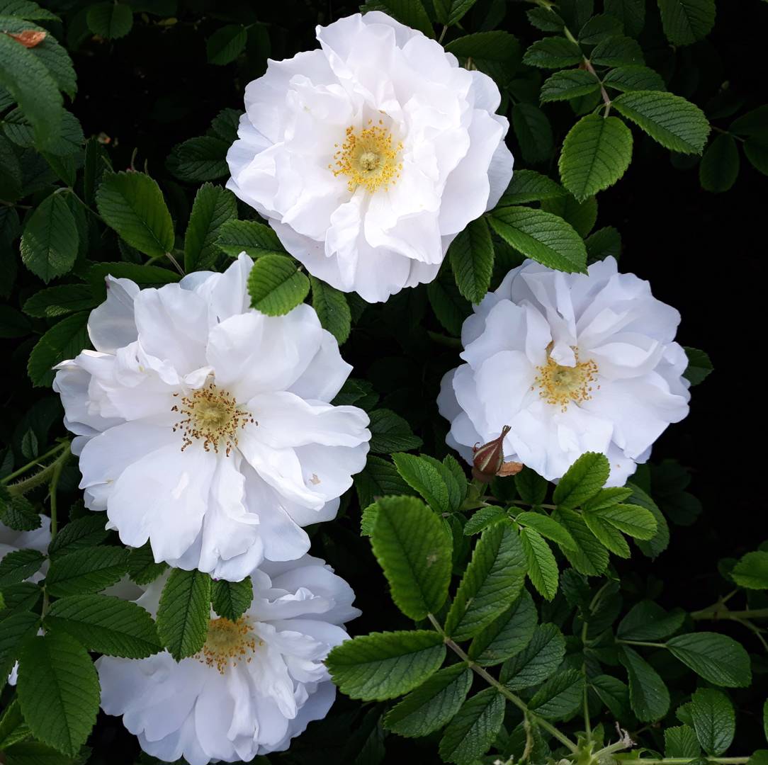 Vresros Alba