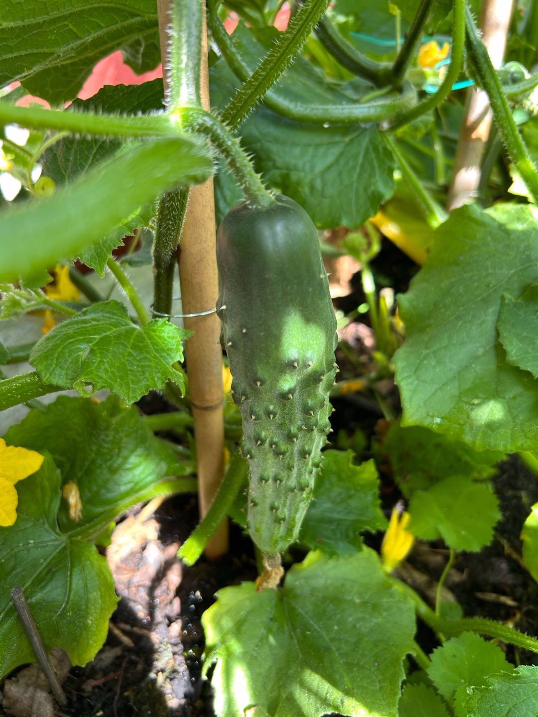 Frilandsgurka Moneta