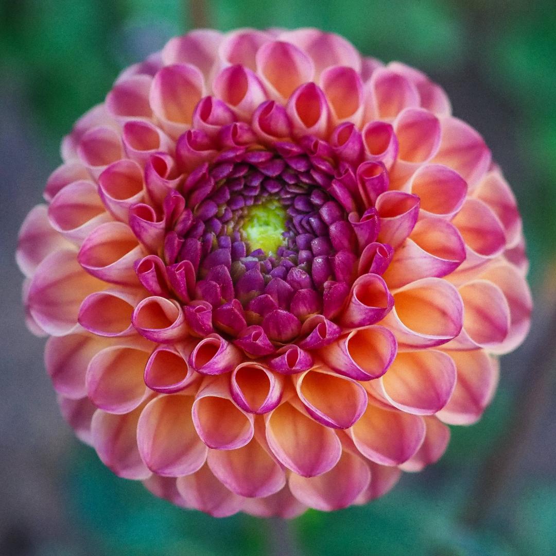 Dahlia Burlesca