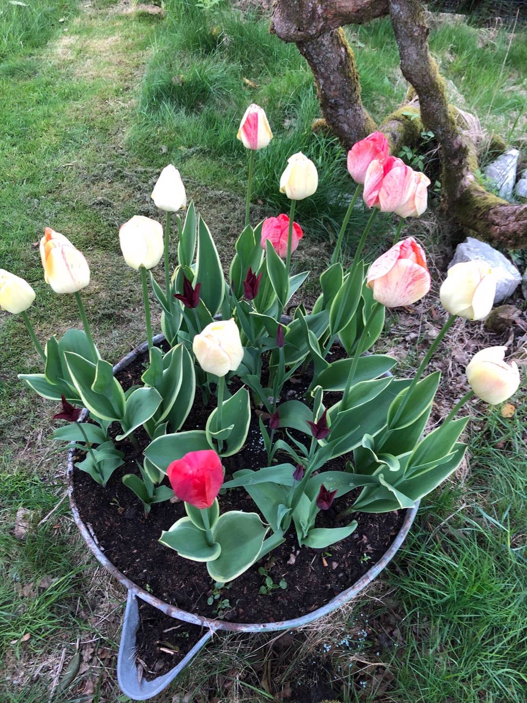 Pensionat Graneliden