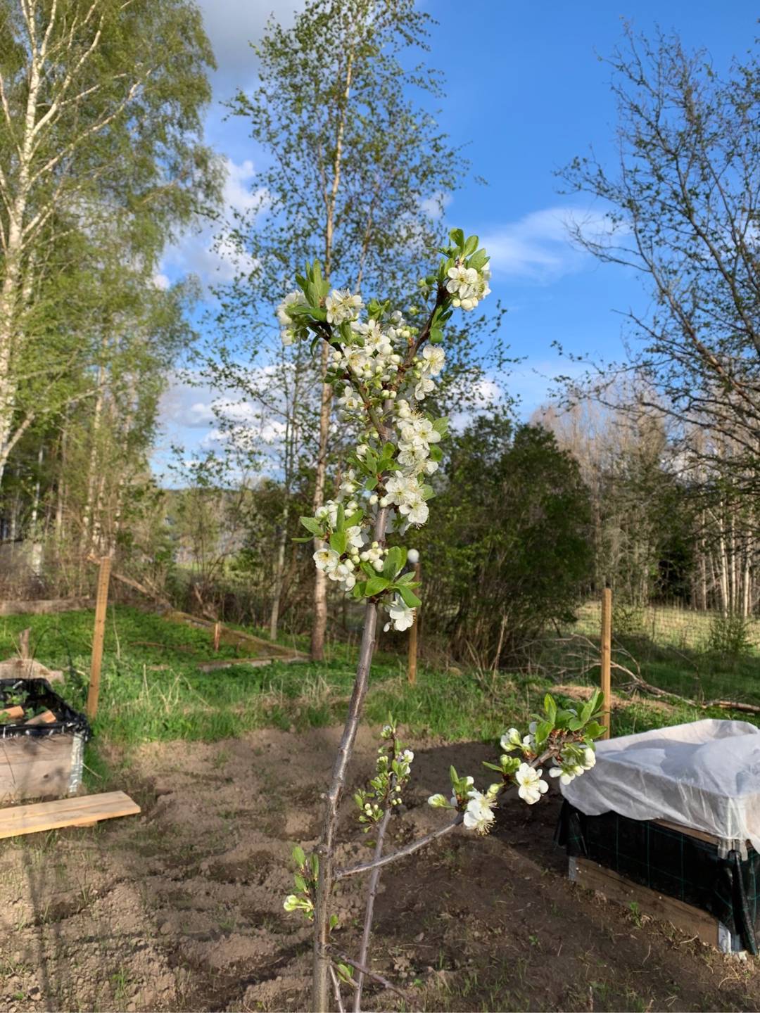 Fd. Byle handelsträdgård