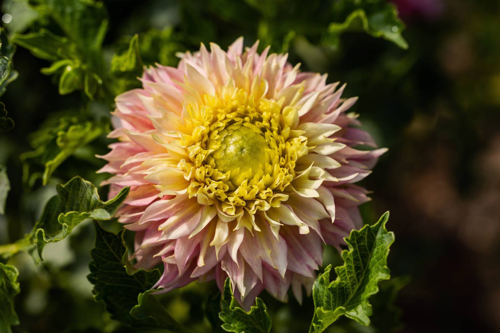 Dahlia Deep Impact