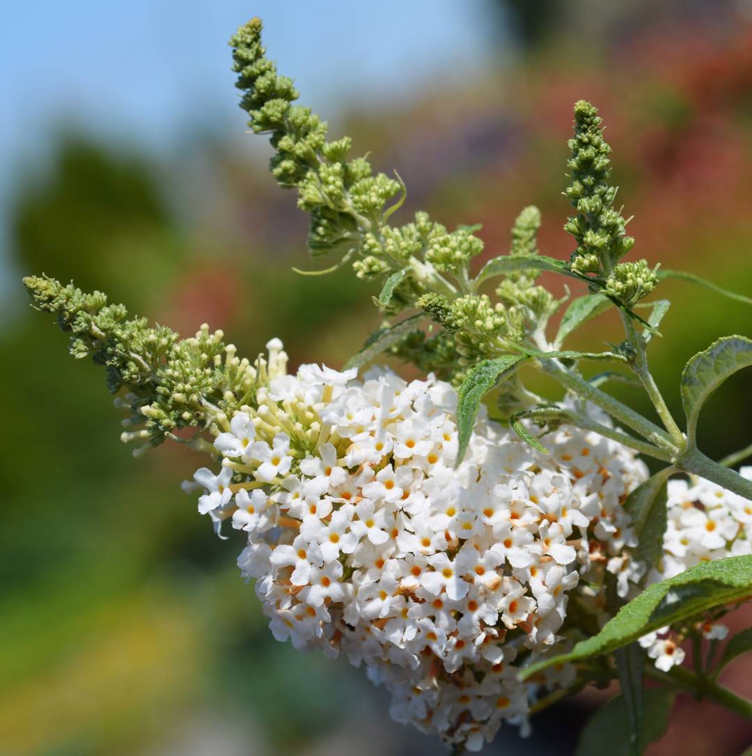Syrenbuddleja Summer Bird White