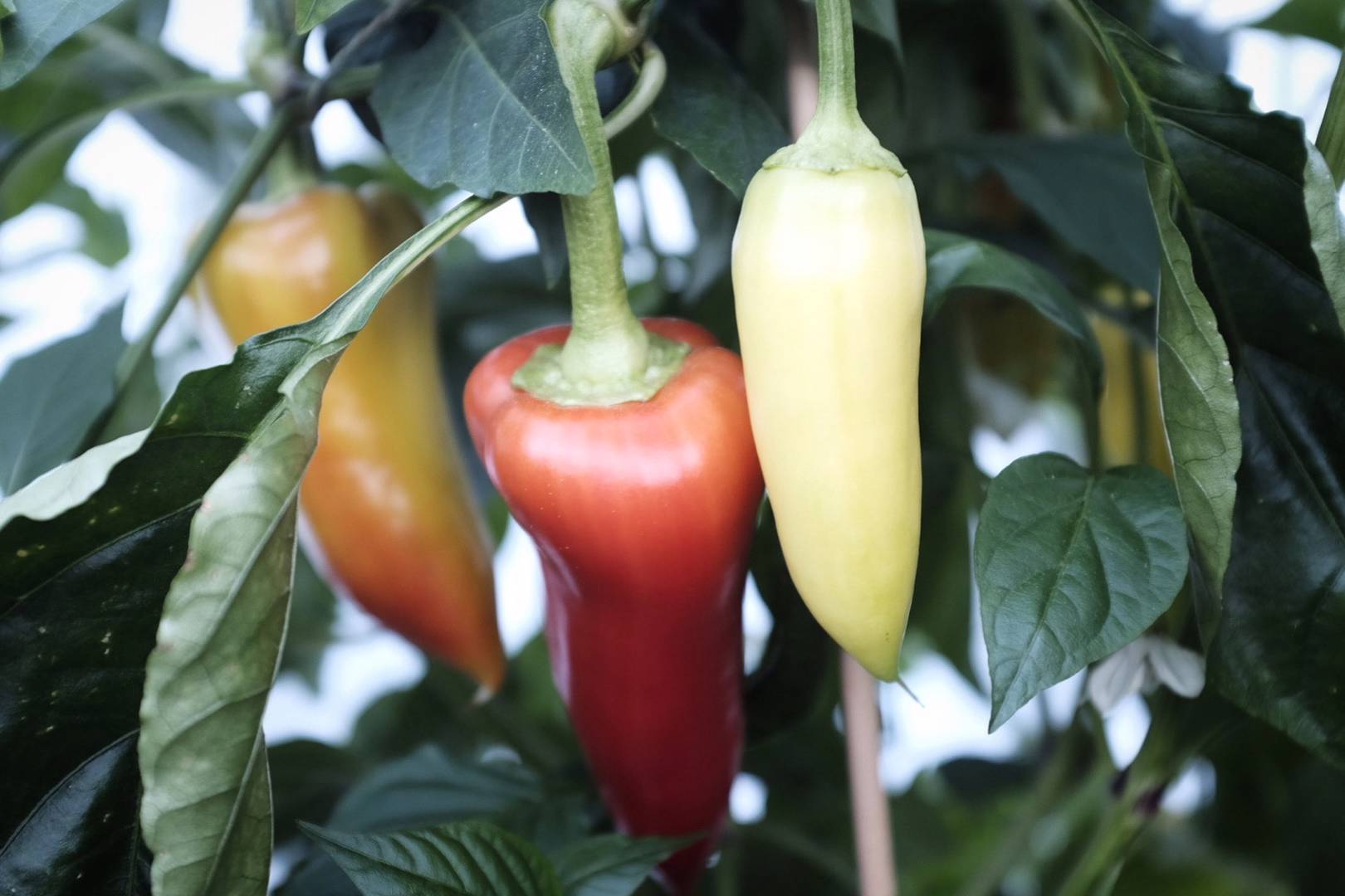 Paprika Ferenc Tender