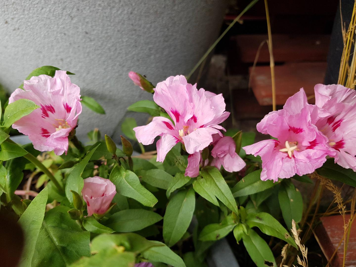 Atlasblomma Cattleya