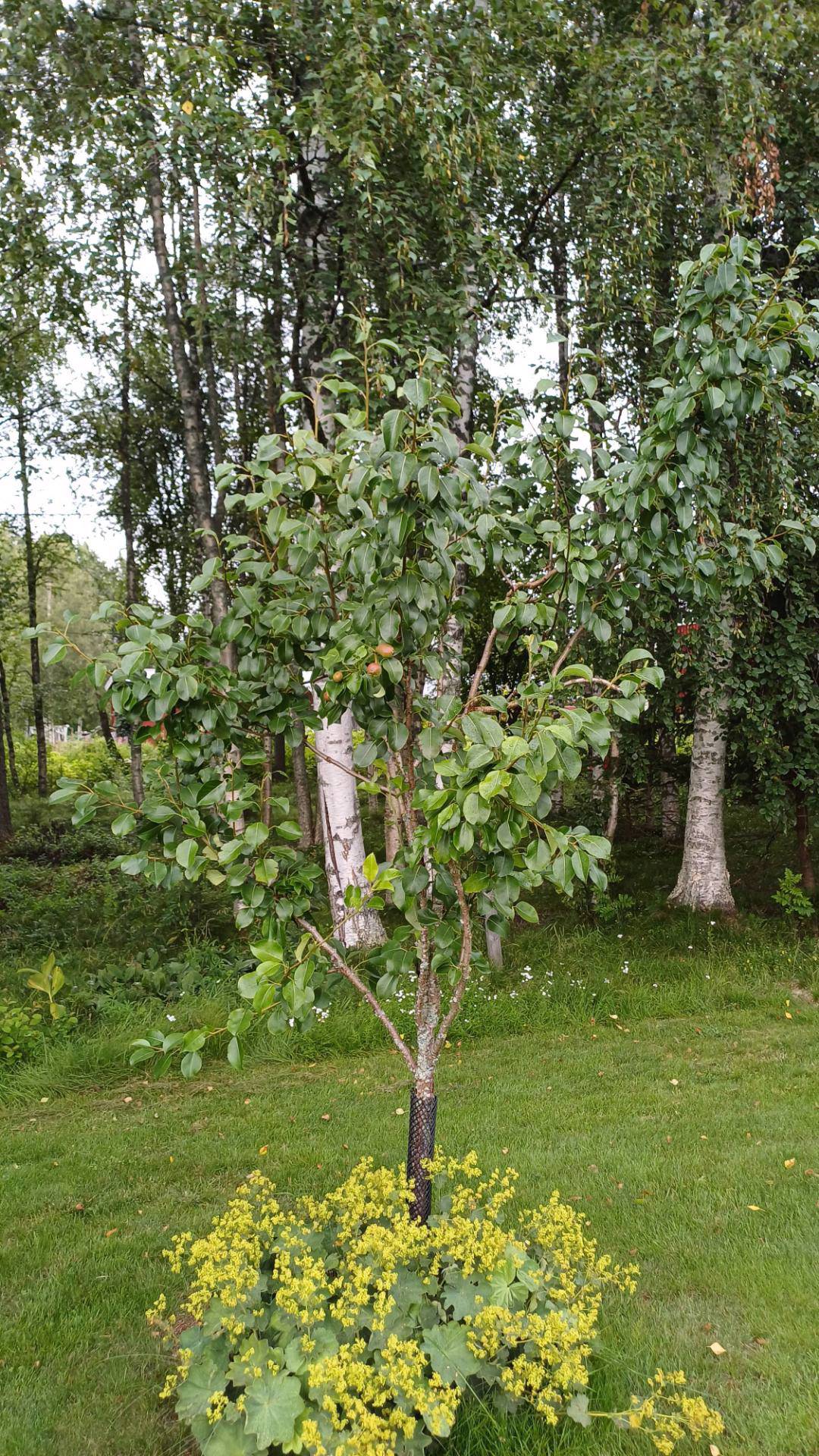 Pålandet