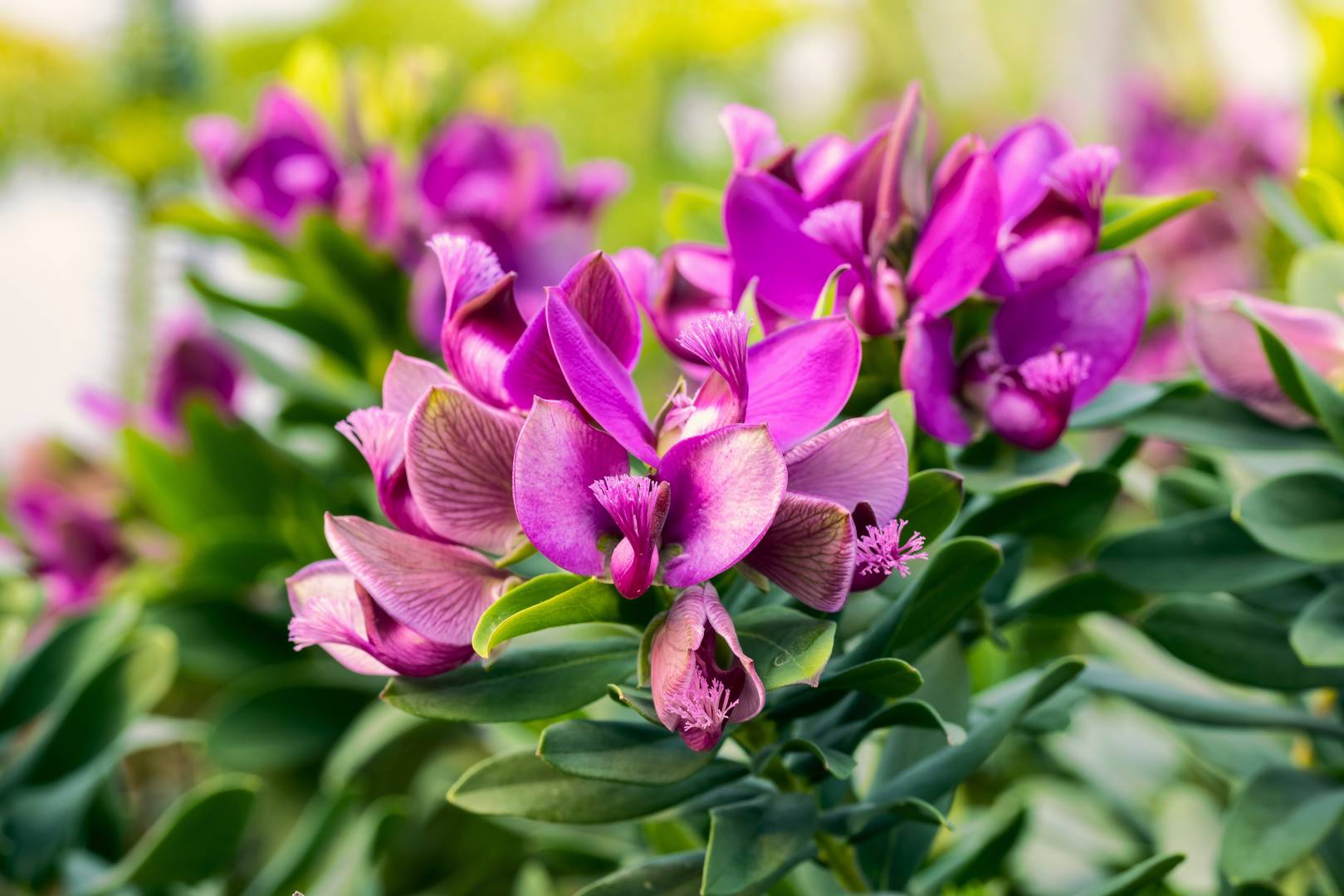 Myrtenjungfrulin 