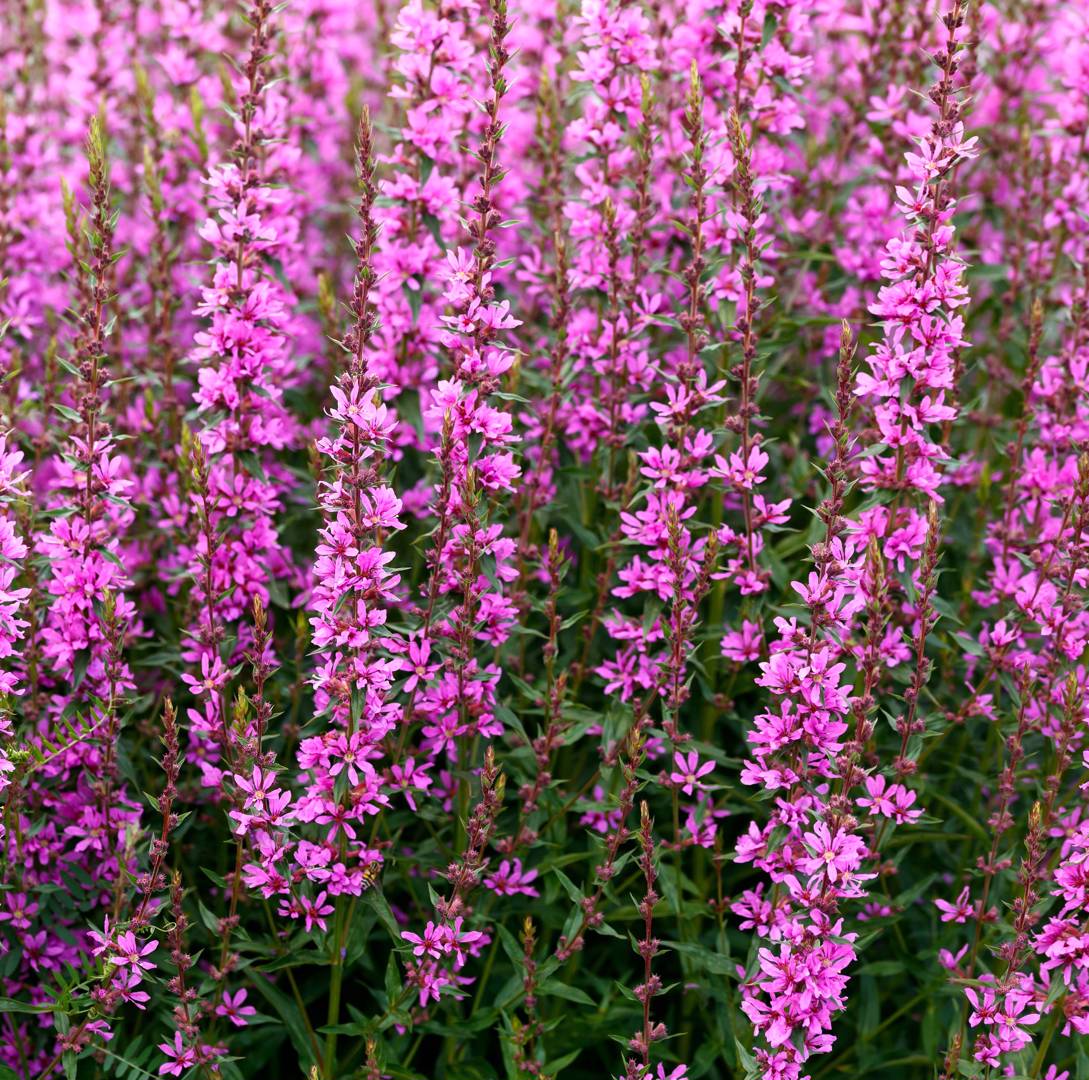 Smalt fackelblomster Dropmore Purple
