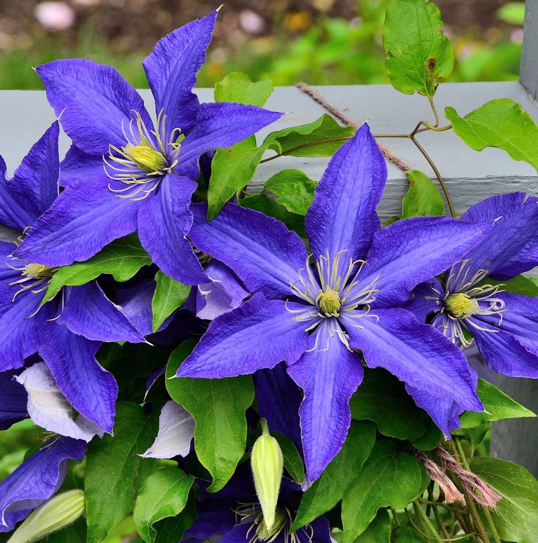 Klematis Rhapsody