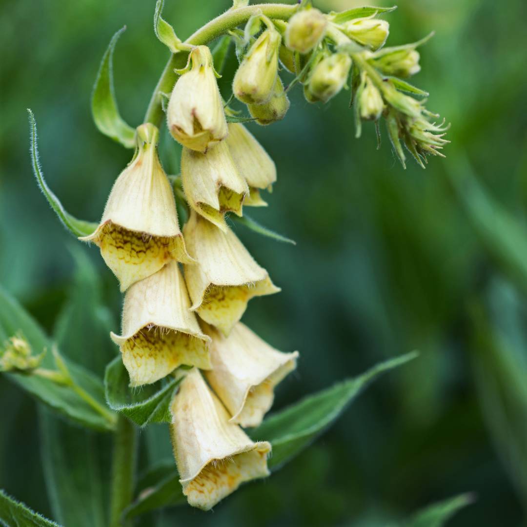 Gul fingerborgsblomma 