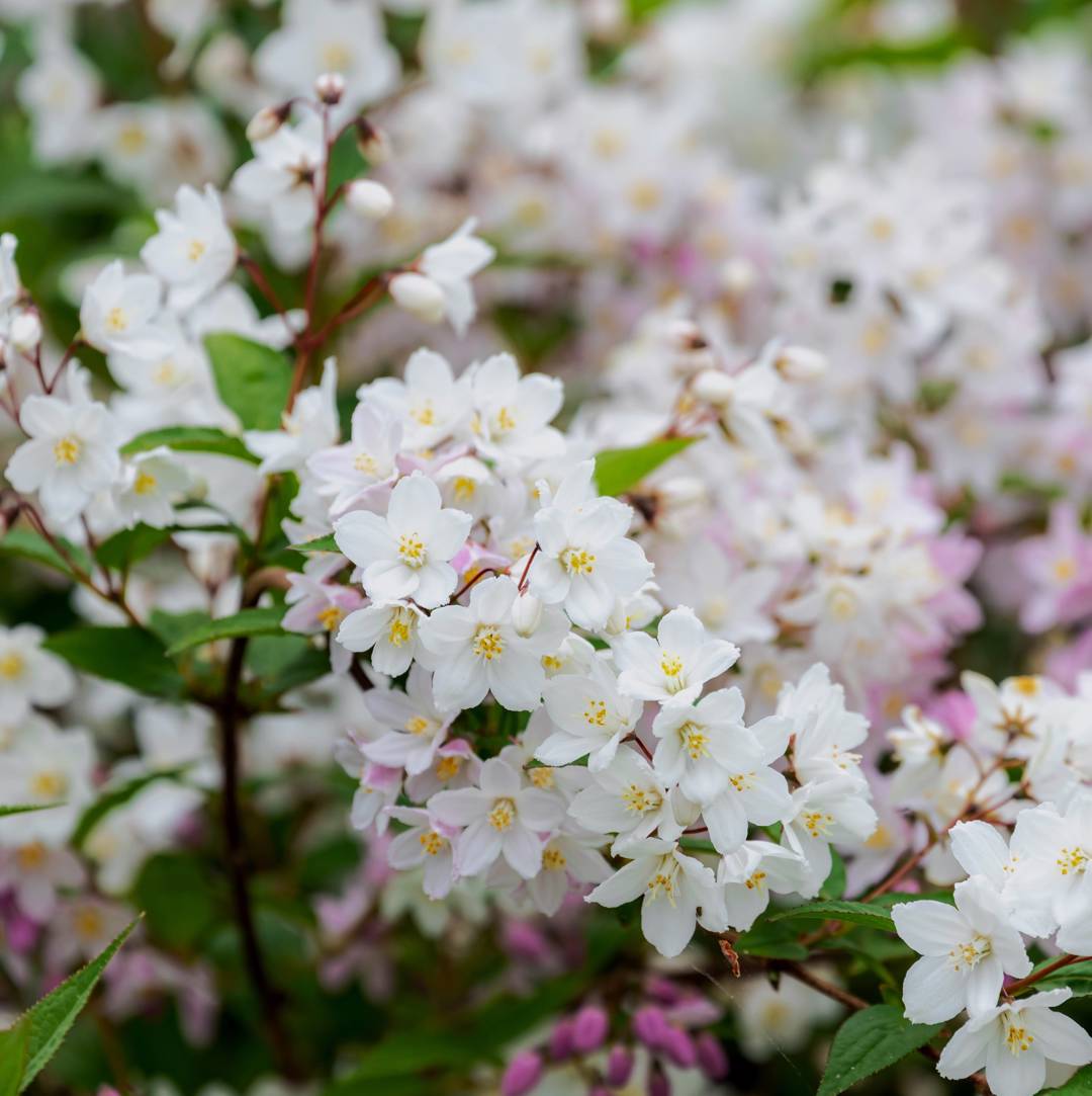 Bruddeutzia 
