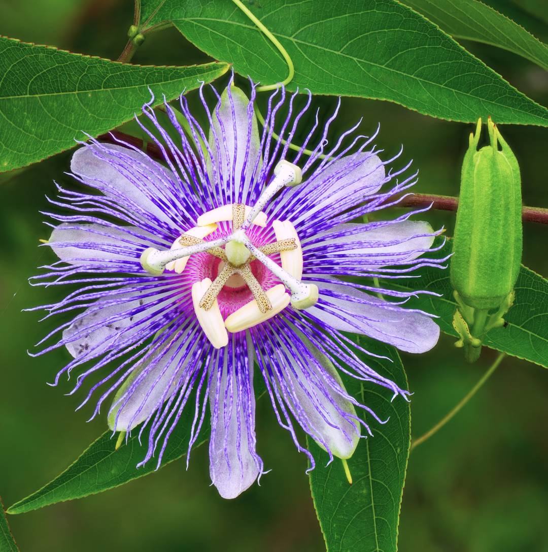 Läkepassionsblomma 