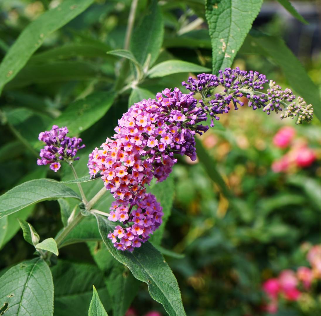 Syrenbuddleja Flower Power