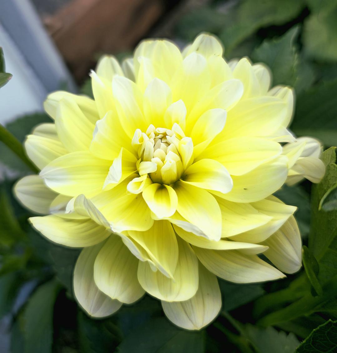 7sortersblomster