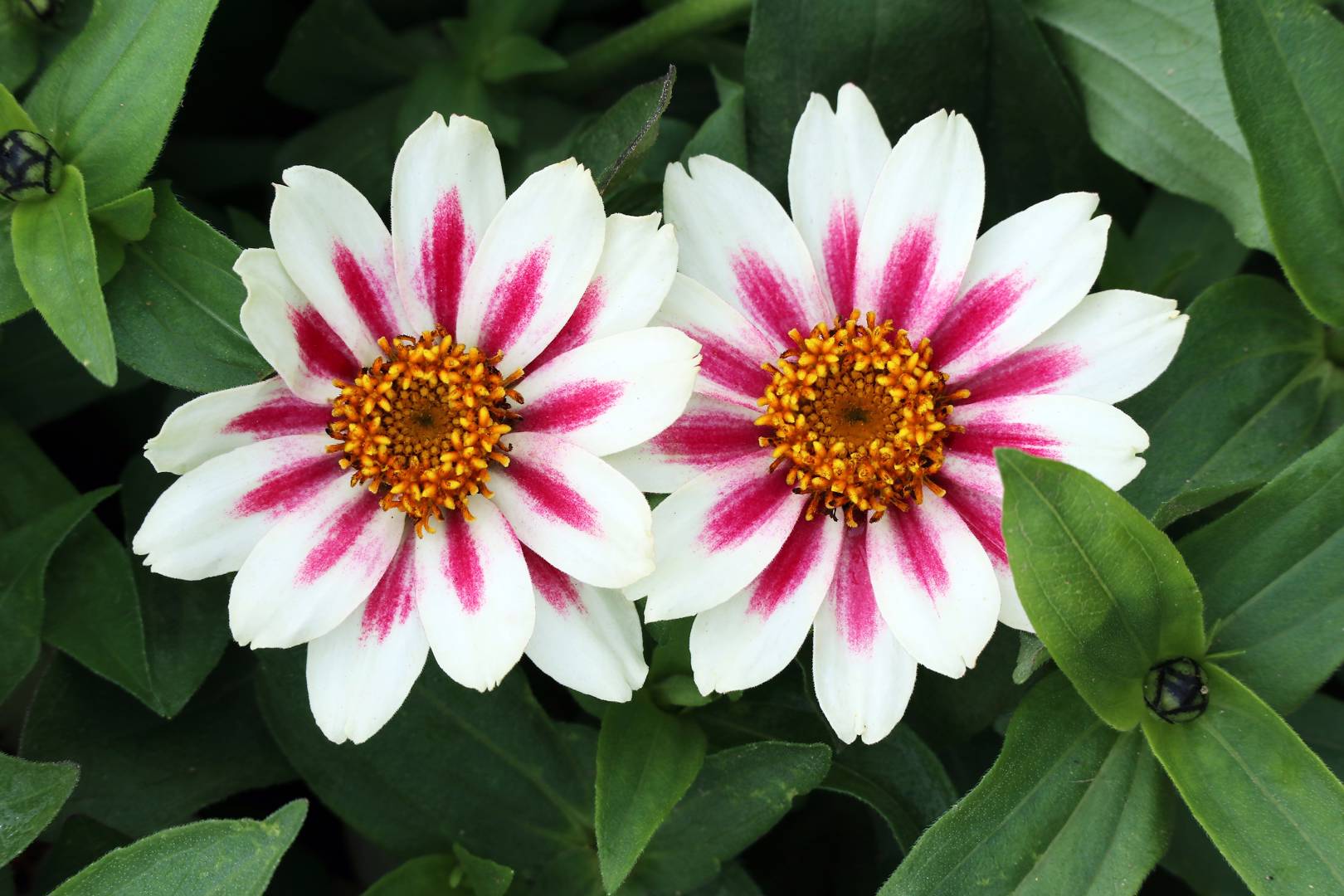 Marylandzinnia Zahara Starlight Rose