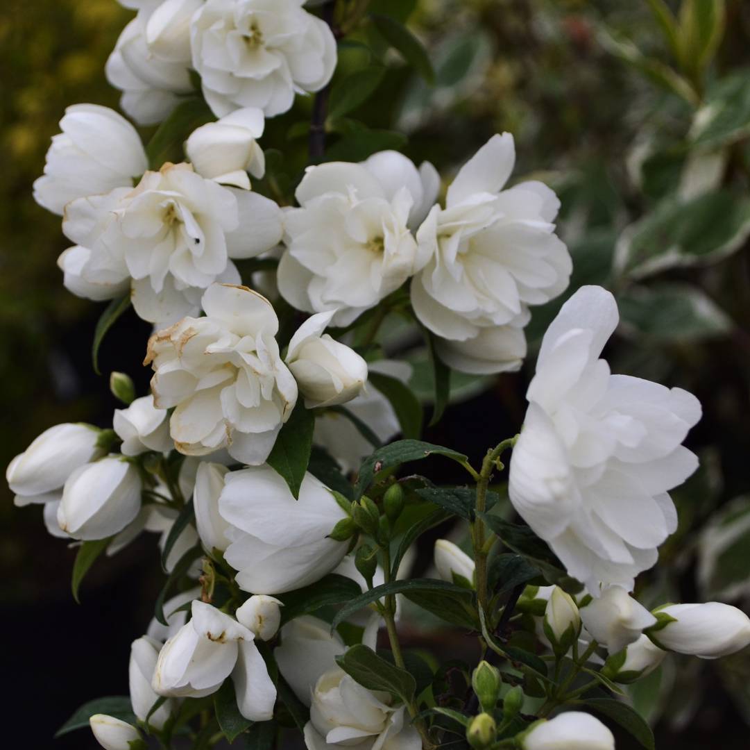 Kameliaschersmin Snowbelle
