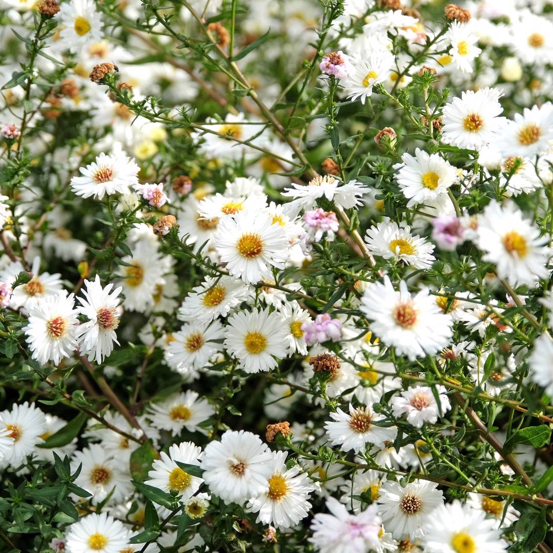 Höstaster White Ladies