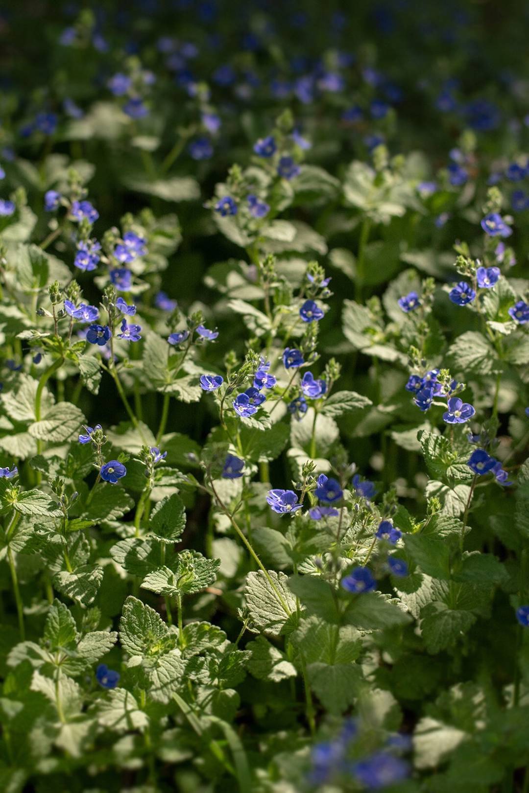 Där knoppar brister