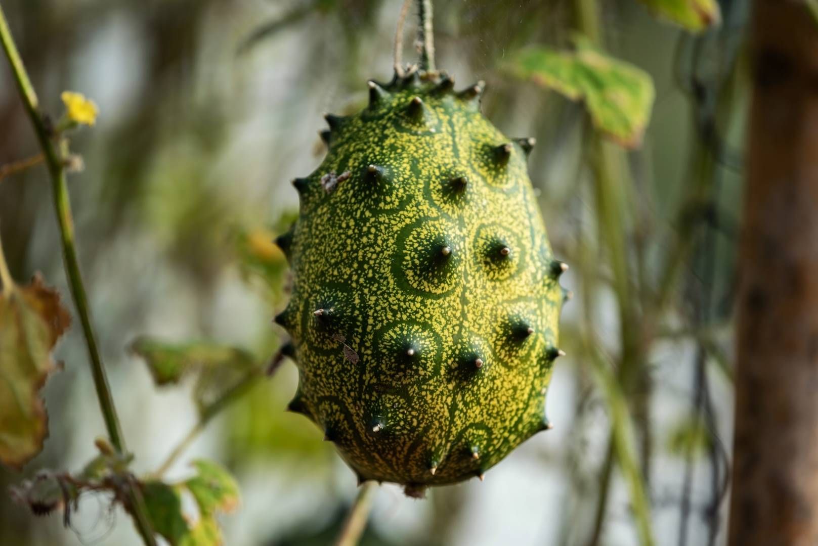 Kiwano 