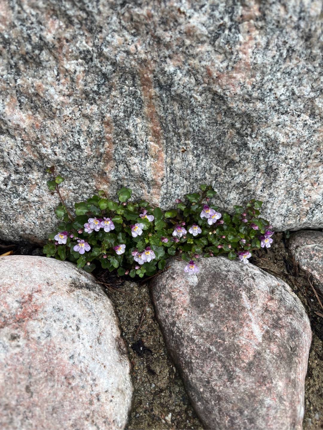 Trädgård Klaraberg