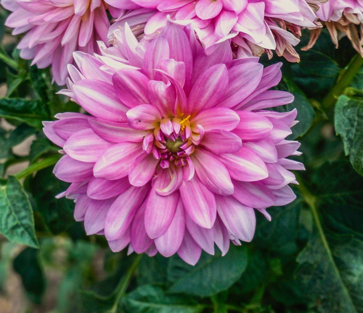 Dahlia Christine